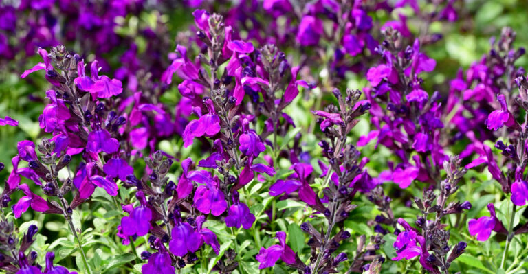 The Secret To Keeping California Salvia Blooming All Summer Long