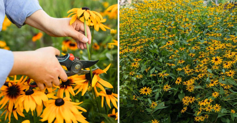 The Secret To Keeping Texas Black-Eyed Susans Blooming All Summer Long