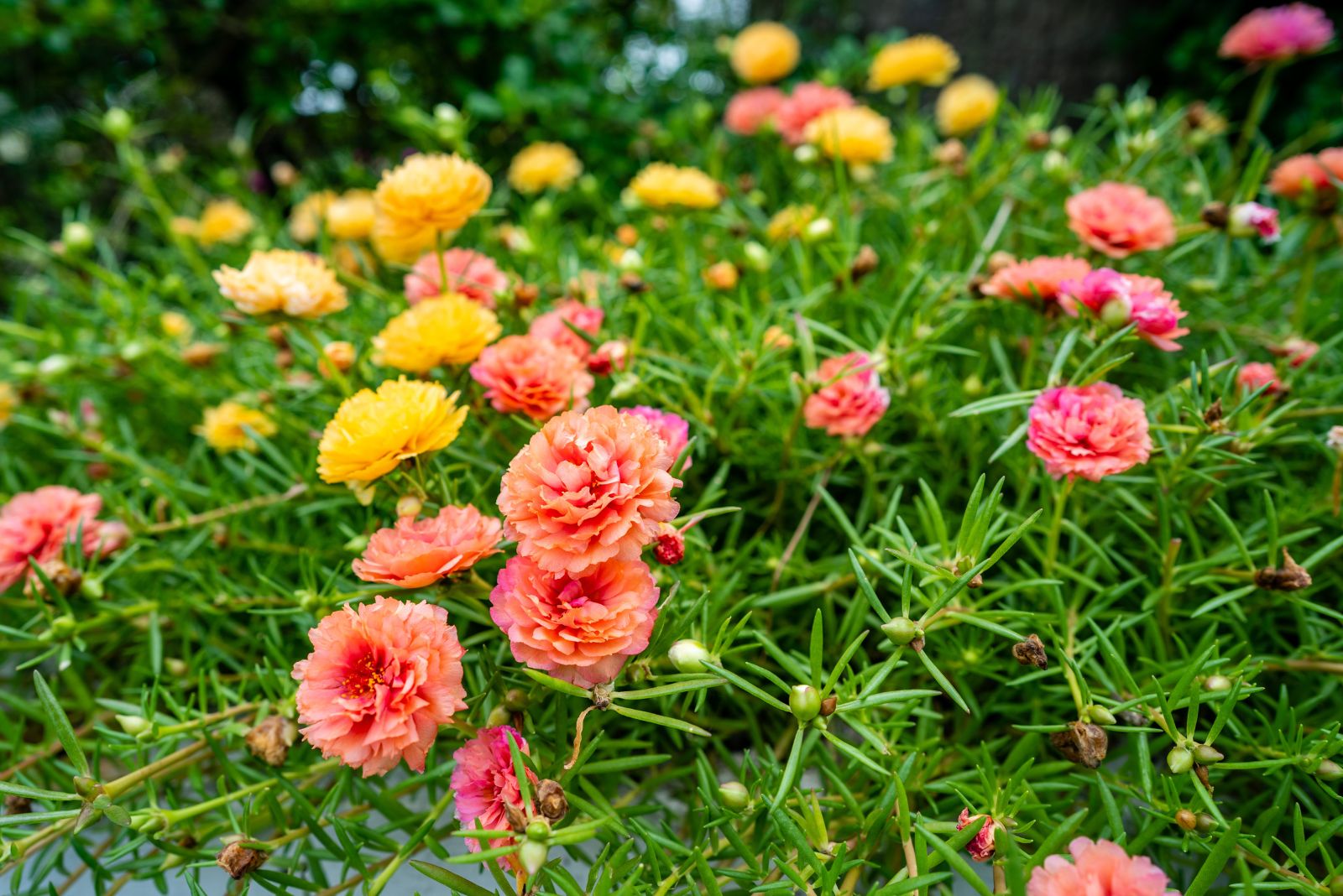 portulaca