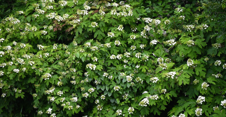 The Self-Sufficient Native Shrub That Makes Kentucky Driveways Look Professionally Landscaped
