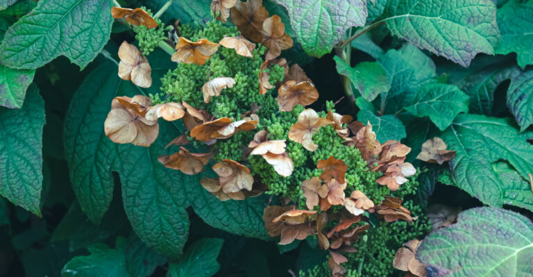 oakleaf hydrangea