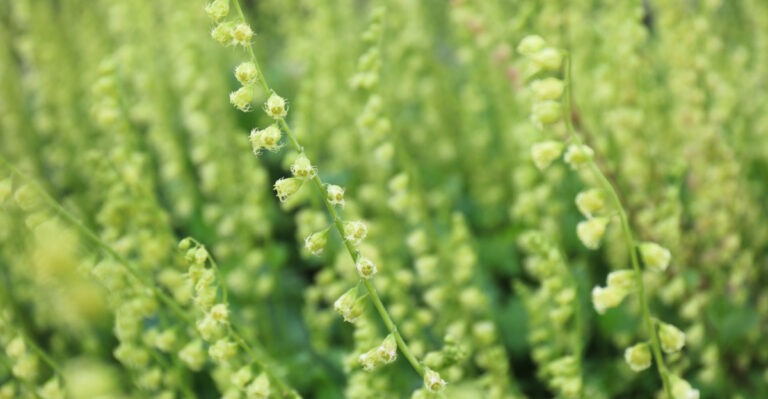 The Shade-Tolerant Oregon Natives That Suppress Weeds Better Than Any Ground Cover You Can Buy