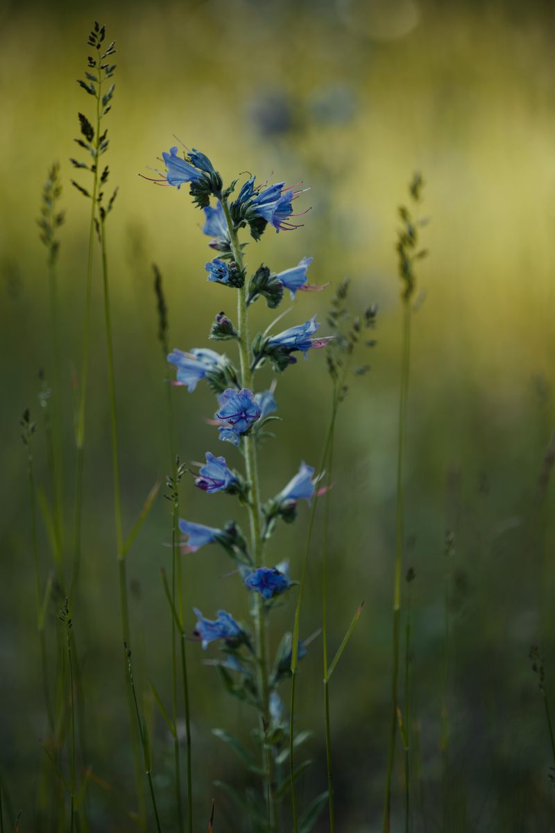 The Shape Of This Flower Is A Hummingbird's Dream
