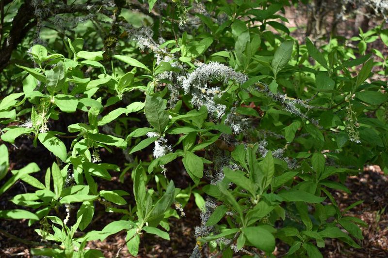 The Shrub Can Grow Big Enough To Fill A Rhododendron-Sized Gap The Shrub Can Grow Big Enough To Fill A Rhododendron-Sized Gap