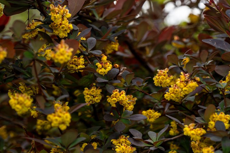 The Shrub That Blooms Before Almost Anything Else In Your Yard The Shrub That Blooms Before Almost Anything Else In Your Yard