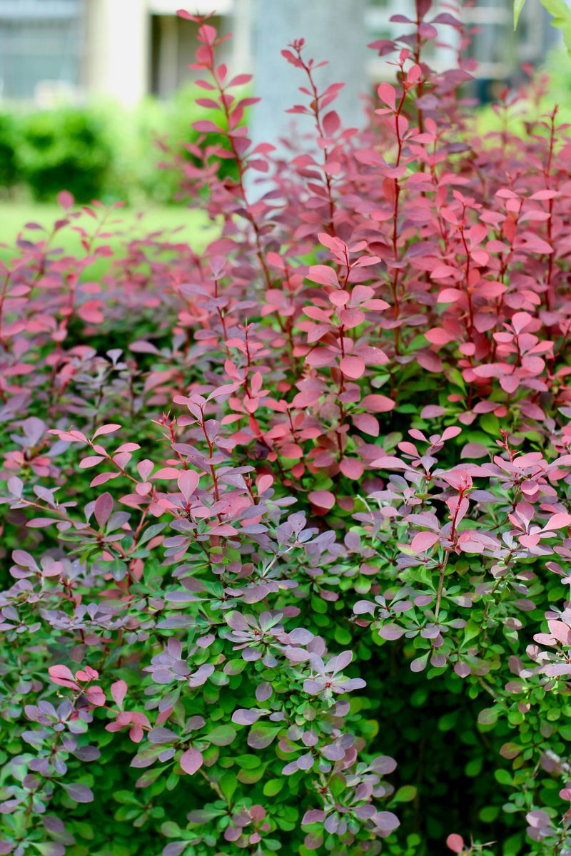 The Shrub That Gives Your Driveway A Professionally Landscaped Look The Shrub That Gives Your Driveway A Professionally Landscaped Look