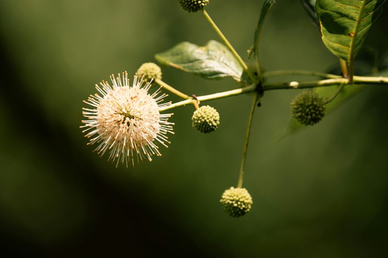 The Shrub That Has Been Growing Wild In Wisconsin All Along The Shrub That Has Been Growing Wild In Wisconsin All Along