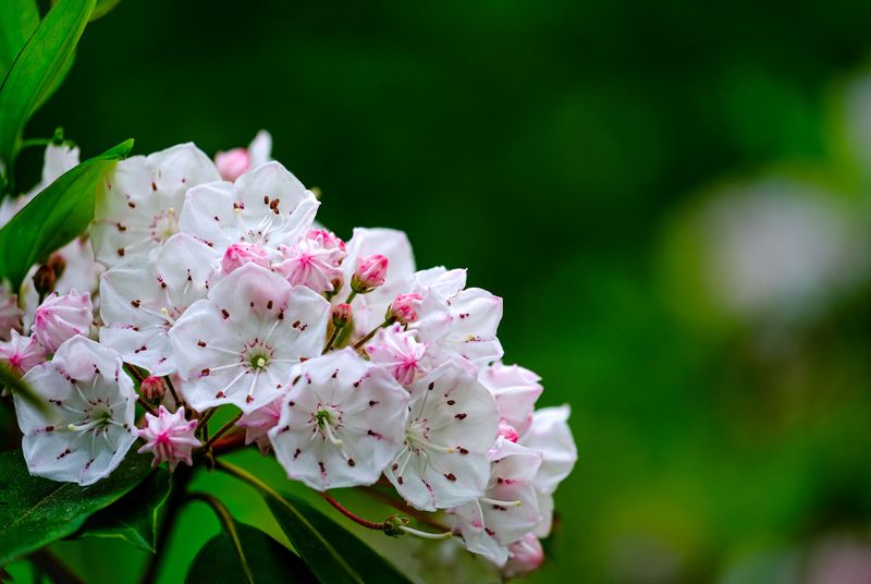 The Shrub That Looks Harmless But Packs A Serious Toxic Punch The Shrub That Looks Harmless But Packs A Serious Toxic Punch