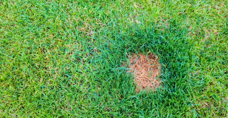 The Signs Georgia Lawns Are Struggling As June Begins