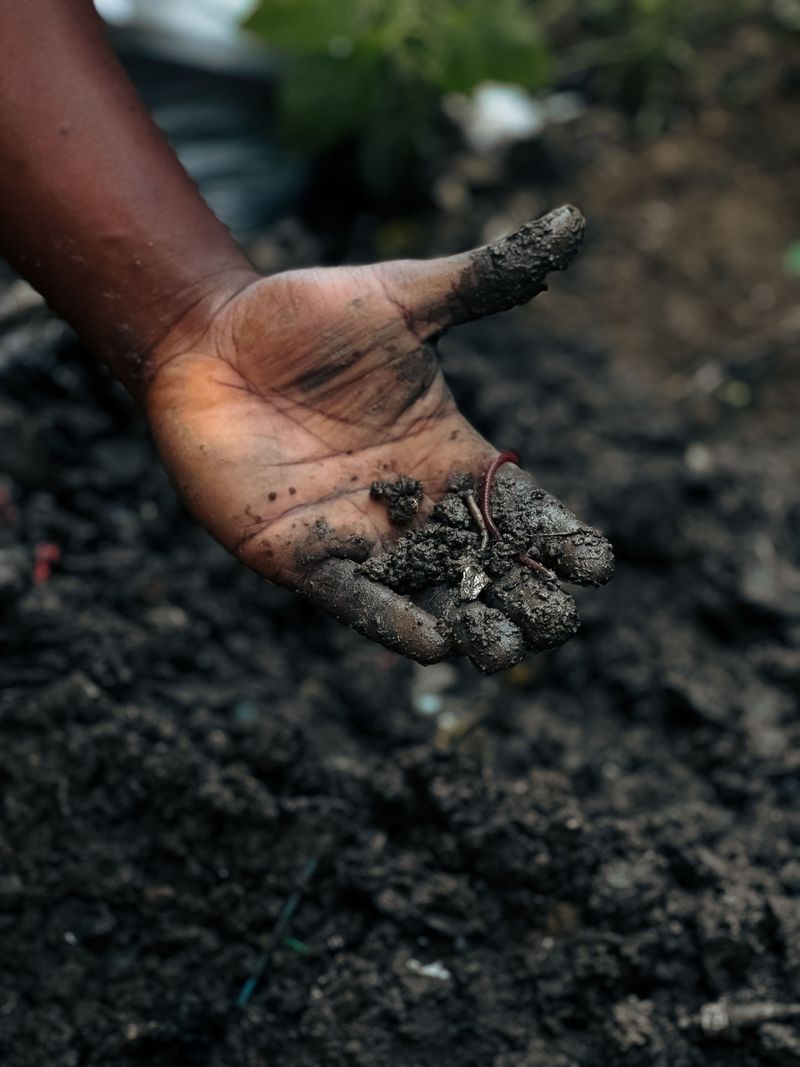 The Signs That Confirm Jumping Worms Are In Your Garden