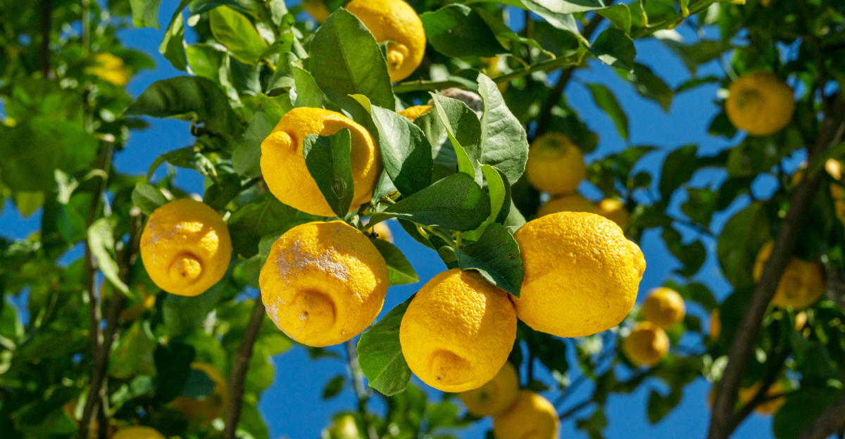 lemon tree (featured image)
