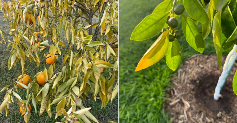 The Signs Your California Orange Tree Is Getting Too Much Water In Summer