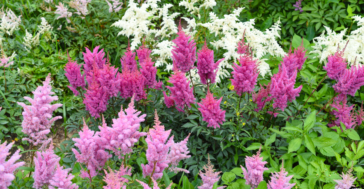 astilbe