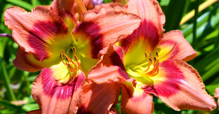 The Simple June Task Most Kentucky Gardeners Forget About Daylilies