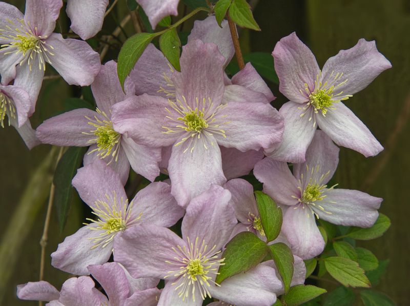 The Simple Pruning Secrets That Give Virginia Clematis More Blooms