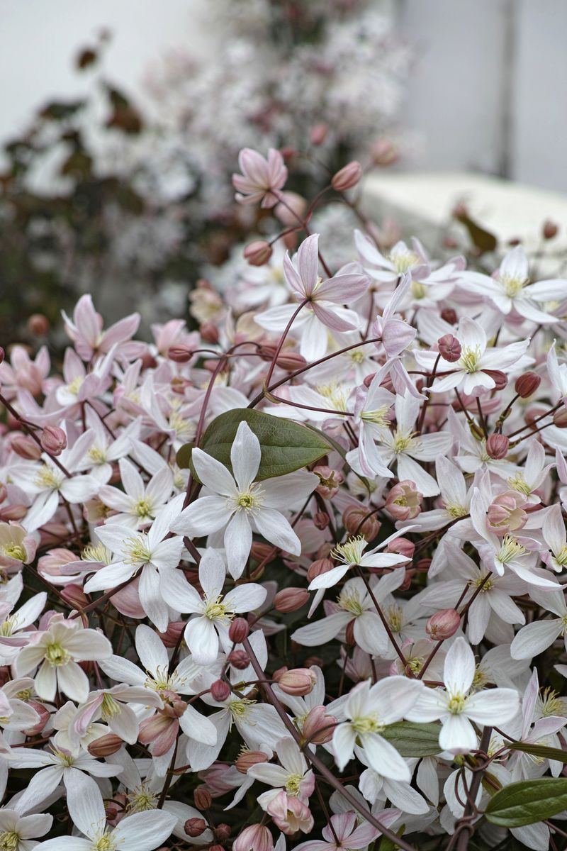 The Simple Pruning Secrets That Give Virginia Clematis More Blooms