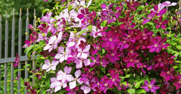 The Simple Pruning Secrets That Give Virginia Clematis More Blooms