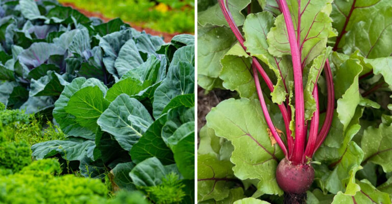 The Simple Task Most Maryland Gardeners Skip, And It Costs Them A Full Fall Harvest