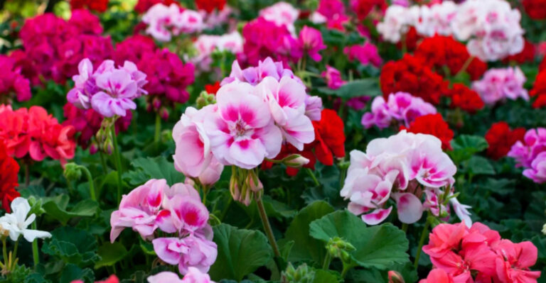 The Simple Trick That Gives Your Geraniums More Blooms
