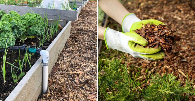 The Small Change That Makes Oregon Plants Take Off Almost Overnight