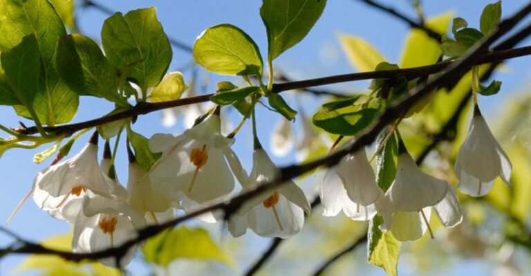 The Small Flowering Native Trees That Actually Belong In A North Carolina Suburban Backyard