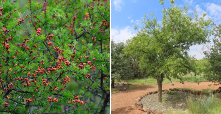 The Small Native Trees That Actually Belong In Western Texas Front Yards