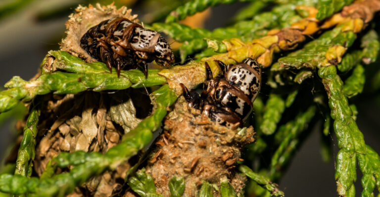 The Sneaky Problem Inside Ohio Arborvitae Rows That Most People Don’t Notice Until It’s Too Late