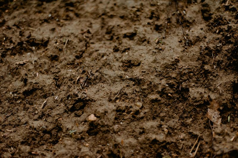 The Soil Conditions That Make New York Yards Irresistible To Moles