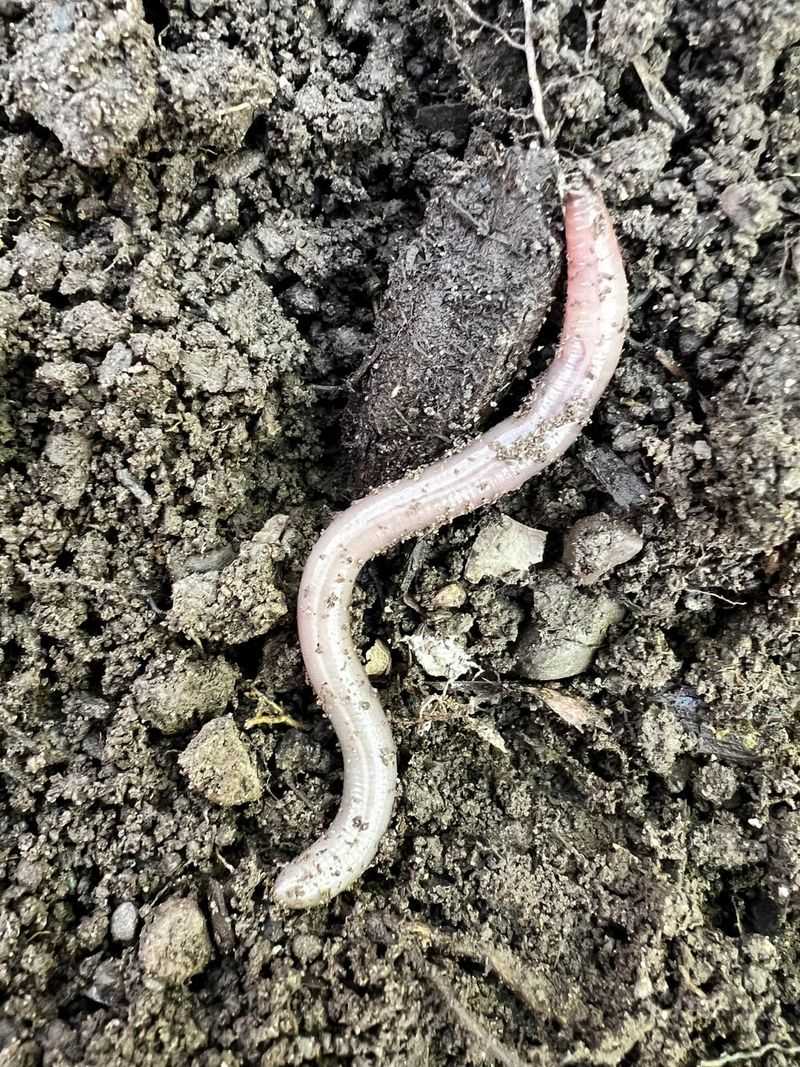 The Soil Damage Jumping Worms Leave Behind