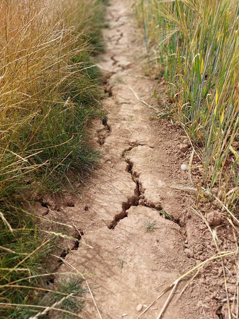 The Soil Has Poor Drainage The Soil Has Poor Drainage