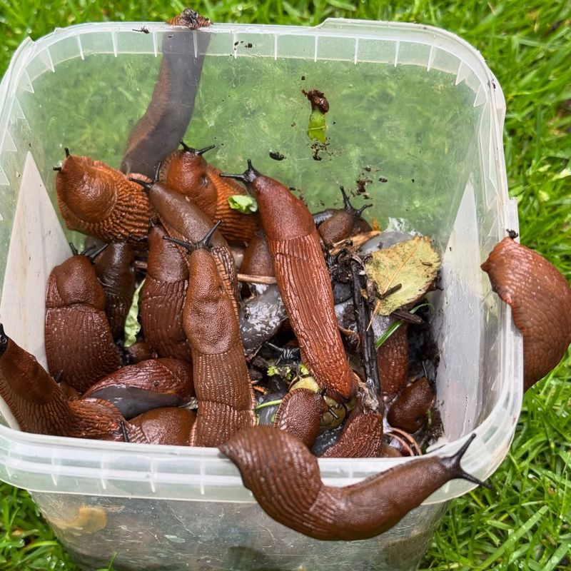 The Spanish Slug Is Not Your Usual Garden Slug
