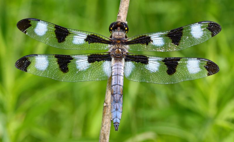 The Species You Spot Can Reveal Your Yard's Health