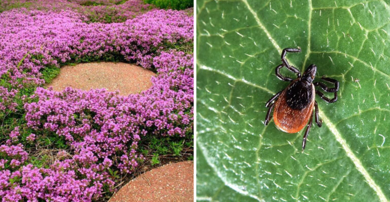 The Specific Pennsylvania Lawn Changes That Tick Experts Say Make The Biggest Difference