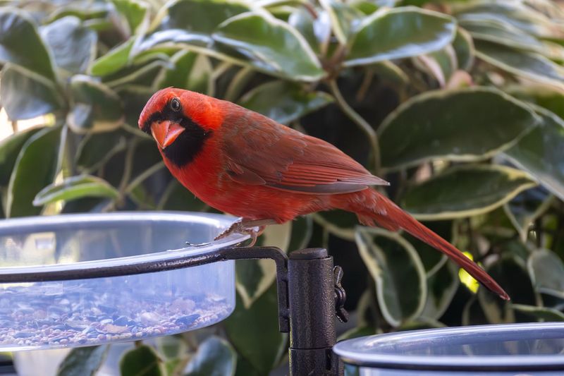 The Specific Reasons A Cardinal Chose Your Yard