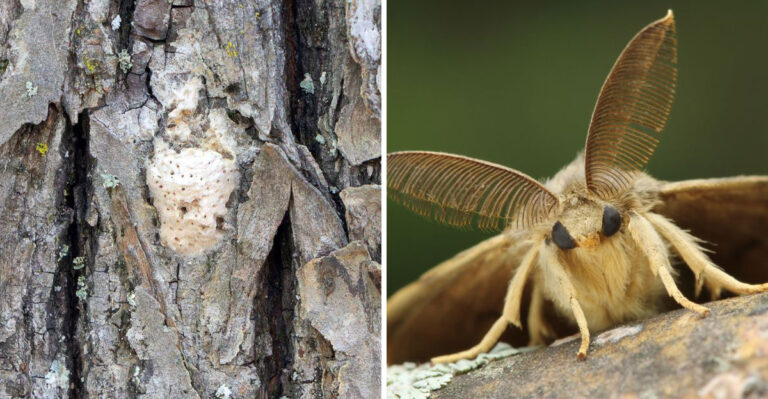 The Spongy Moth Threat Oregon Gardeners Should Know Before It Spreads