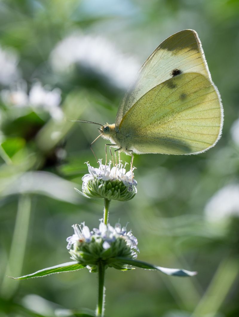 The Spots In A Minnesota Garden Where Mountain Mint Thrives Most