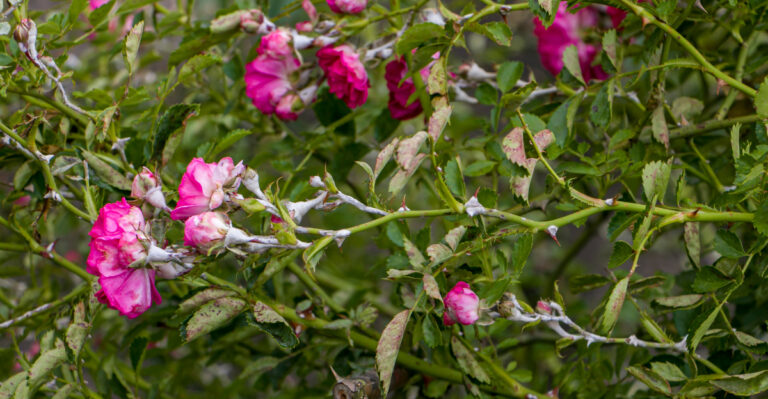 powdery mildew flowers