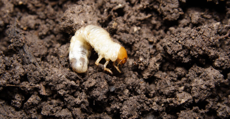grubs