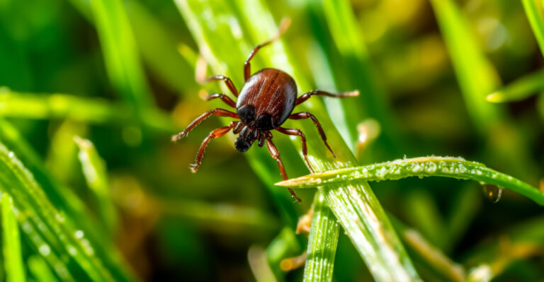 tick on grass