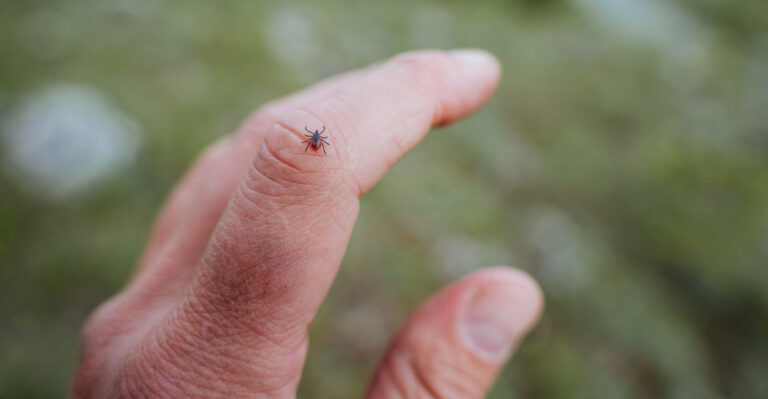 The Spots In Pennsylvania Yards Where Ticks Are Most Likely Hiding