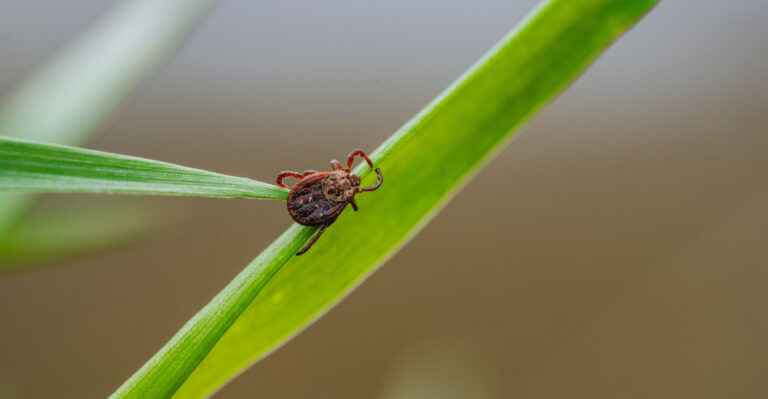 The Spots In Texas Yards Where Ticks Are Most Likely Hiding