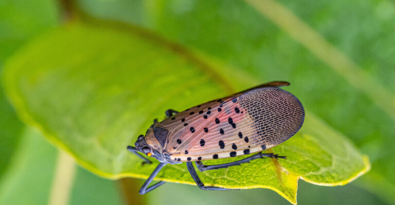 The Spotted Lanternfly Has Reached Iowa, And Homeowners Should Take Notice