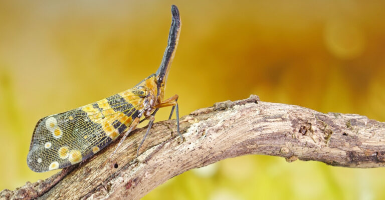 The Spotted Lanternfly Is Spreading Toward Minnesota, And Here’s How To Spot The Warning Signs