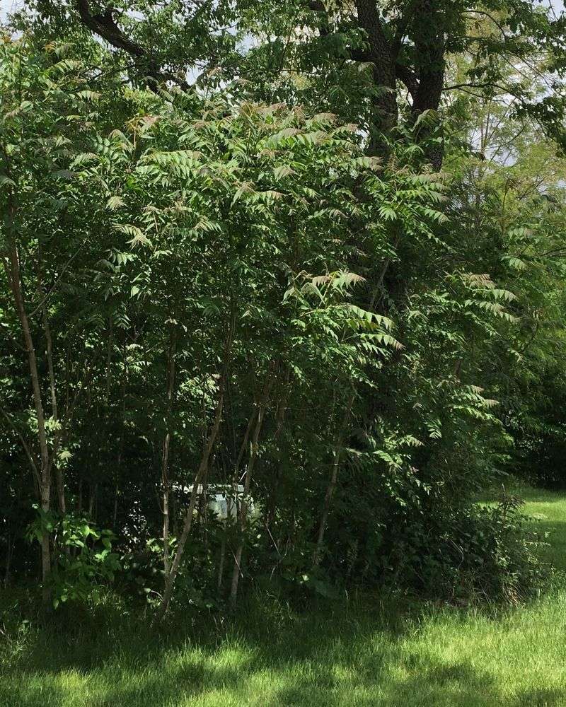 The Spotted Lanternfly's Favorite Host Tree