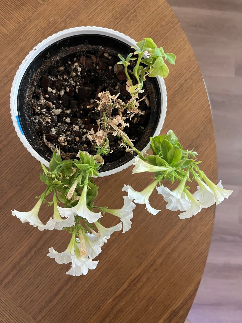 The Stems Are Getting Long And Leggy The Stems Are Getting Long And Leggy