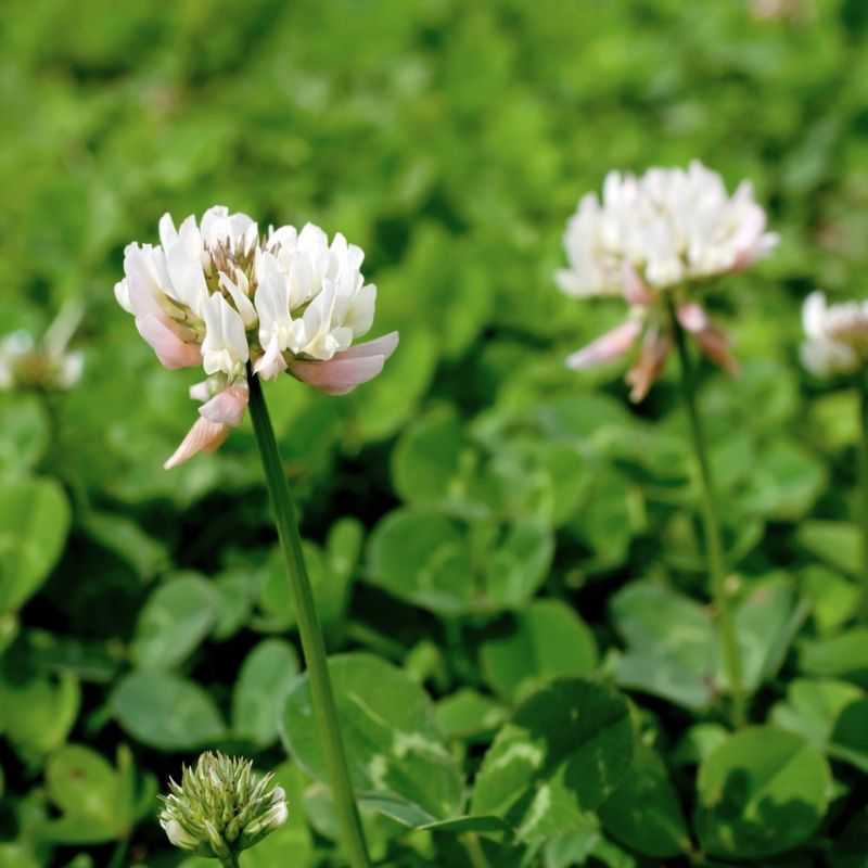 The Subtle Beauty Of White Clover In Full Bloom The Subtle Beauty Of White Clover In Full Bloom