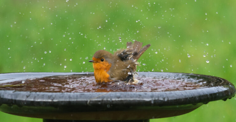 The Summer Bird Bath Mistake Wisconsin Homeowners Make That Drives Birds Away