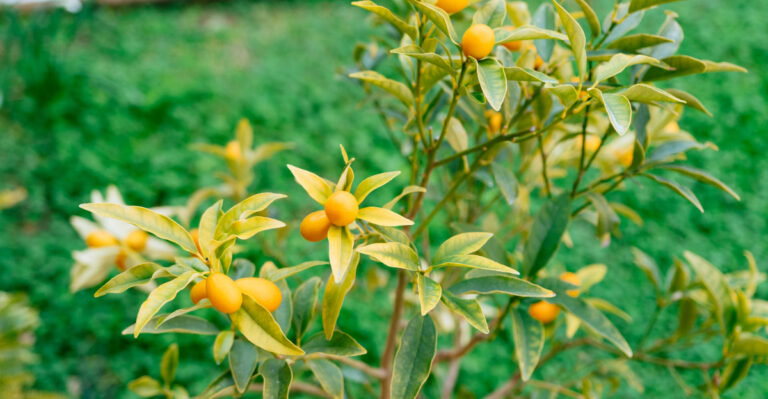 citrus tree (featured image)