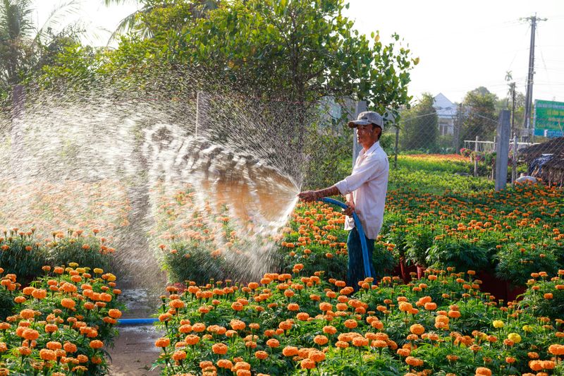 The Summer Habit That Weakens Marigolds The Summer Habit That Weakens Marigolds