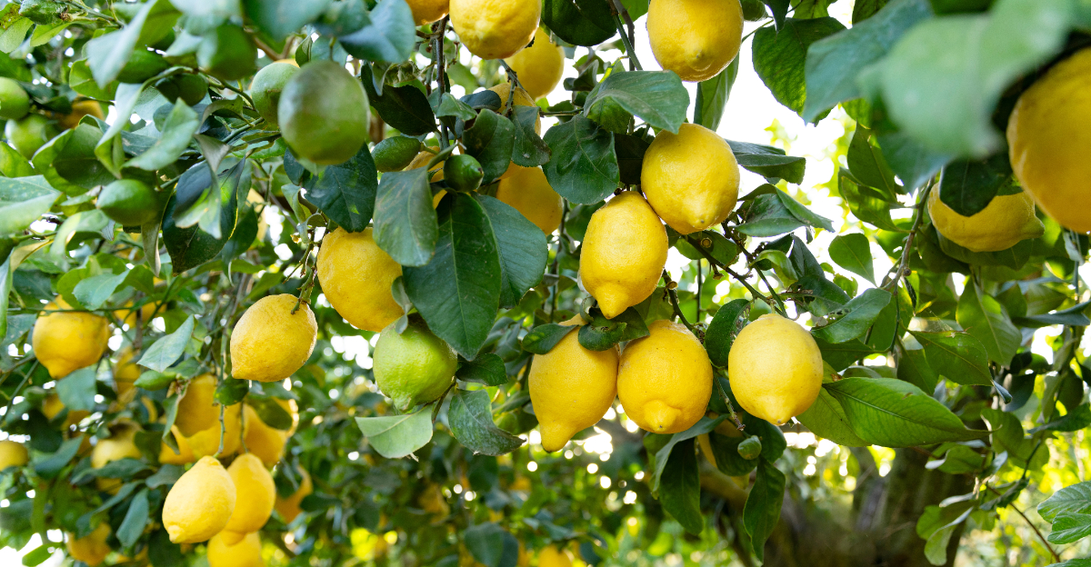 lemon tree (featured image)